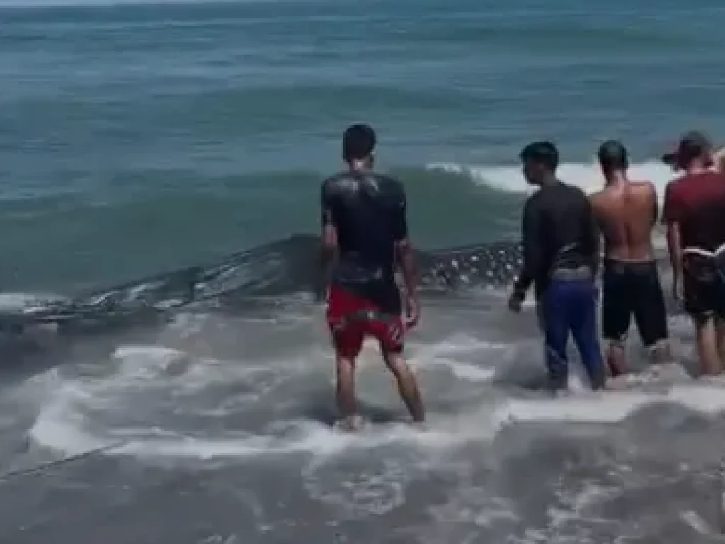 Hiu Paus Terjaring Nelayan Pantai Ujong Blang Lhokseumawe