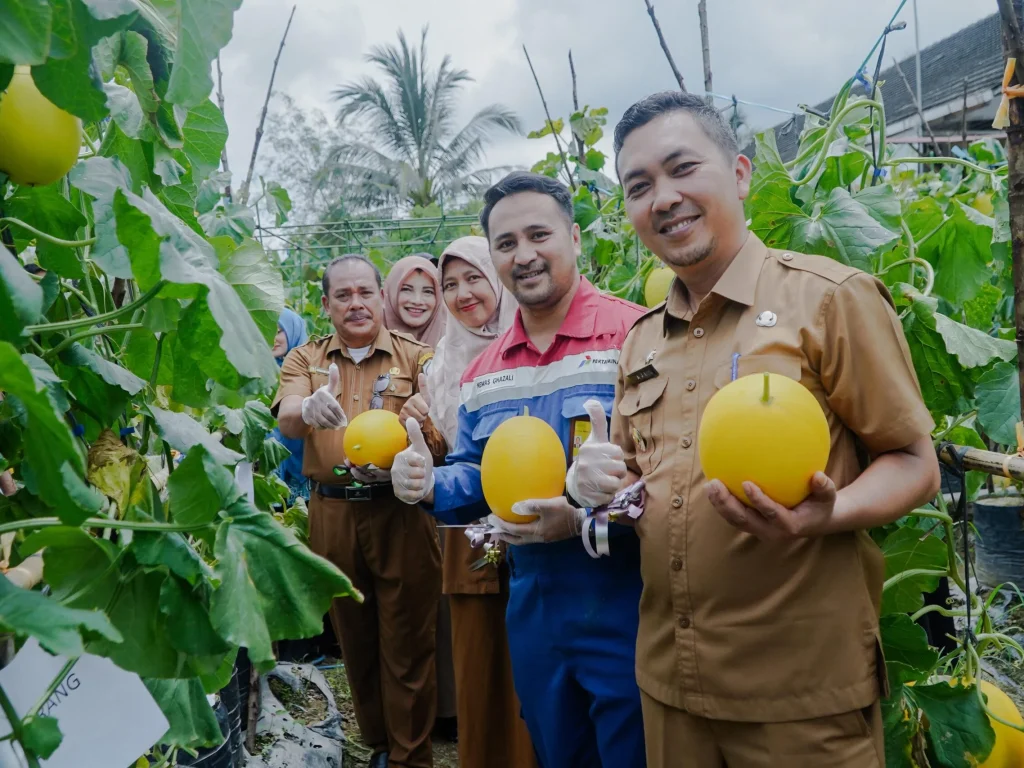 Pjs Manager PEP Rantau Field dan pejabat Aceh Tamiang memetik melon saat panen raya dan launching CSR Smart Farming, Selasa (7/10).