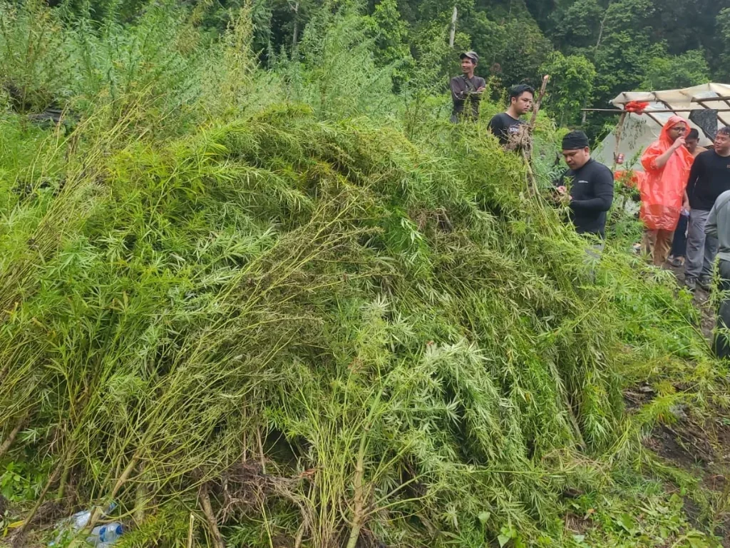 Gabungan Aparat Musnahkan Ladang Ganja 51,75 Hektare di Gayo Lues, Aceh